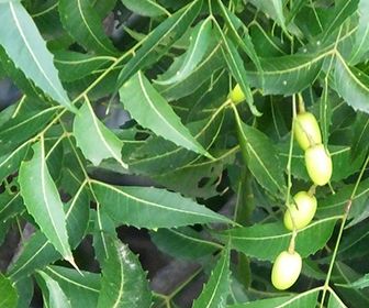 hojas de neem para la diabetes